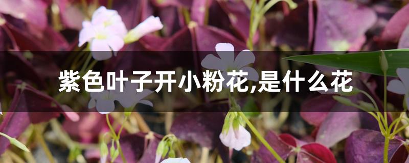 紫色叶子开小粉花,是什么花 紫色叶子开小粉花,是什么花