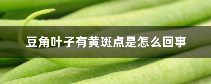 豆角叶子有黄斑点是怎么回事