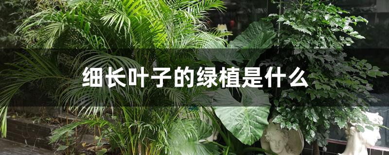 细长叶子的绿植是什么