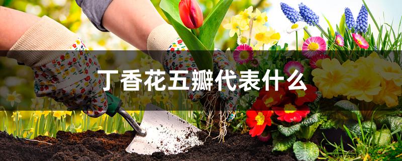 丁香花五瓣代表什么