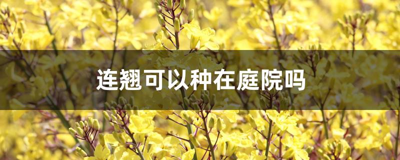 连翘可以种在庭院吗 连翘可以种在庭院吗