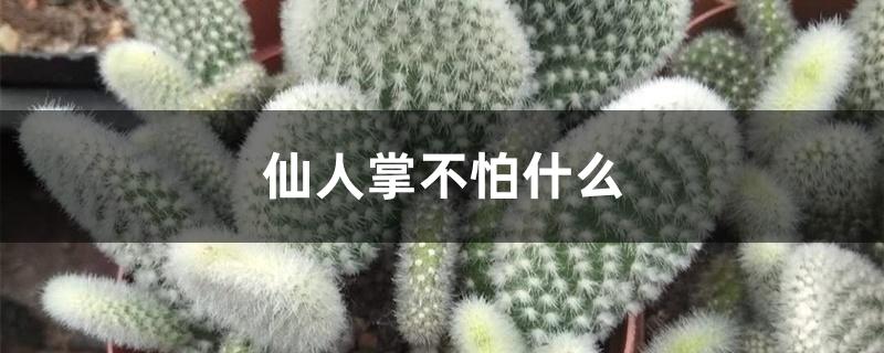 仙人掌不怕什么