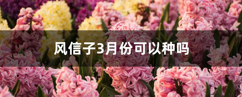 风信子3月份可以种吗