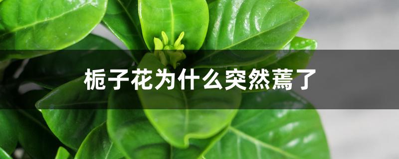 栀子花为什么突然蔫了