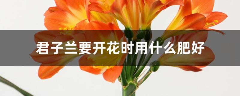 君子兰要开花时用什么肥好