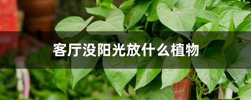 客厅没阳光放什么植物