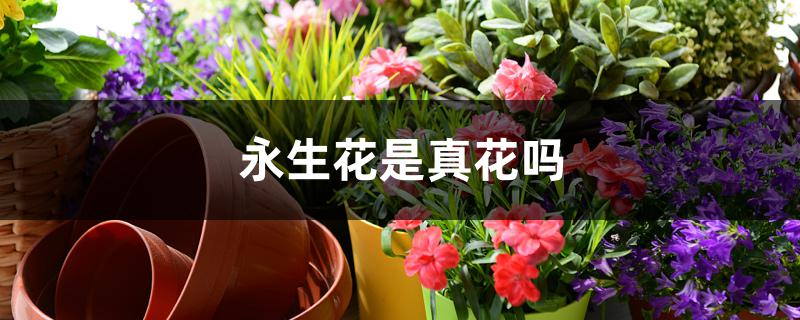 永生花是真花吗 永生花是真花吗