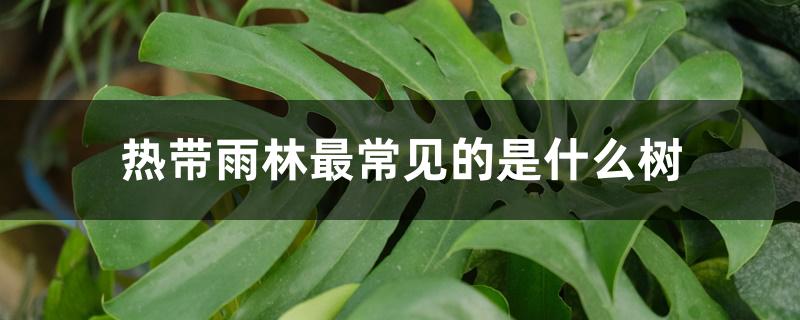 热带雨林最常见的是什么树 热带雨林最常见的是什么树