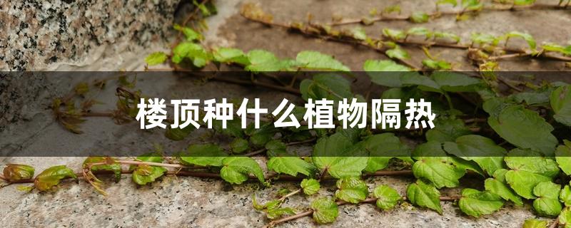楼顶种什么植物隔热