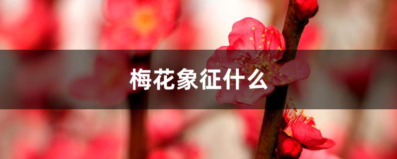 梅花象征什么