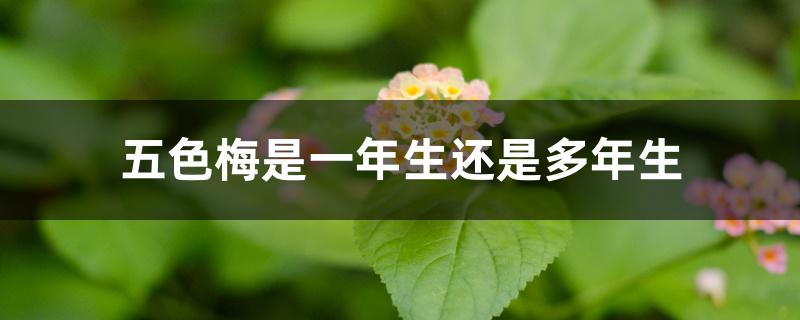 五色梅是一年生还是多年生