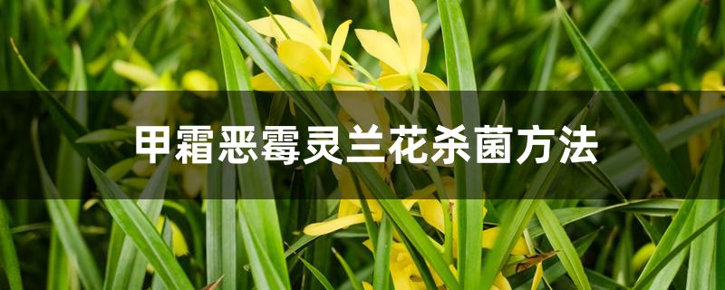 甲霜恶霉灵兰花杀菌方法