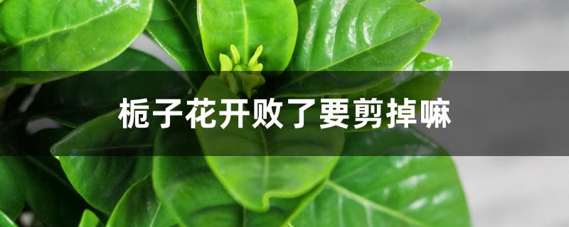 栀子花开败了要剪掉嘛