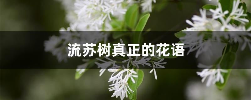 流苏树真正的花语