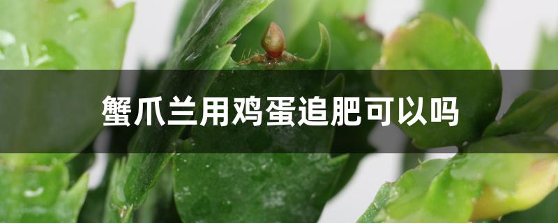 蟹爪兰用鸡蛋追肥可以吗