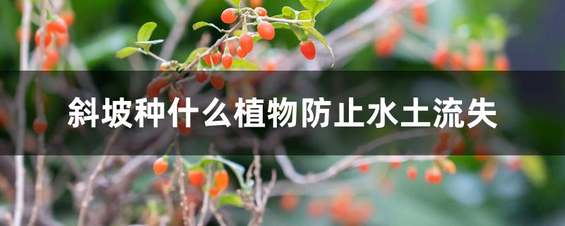 斜坡种什么植物防止水土流失