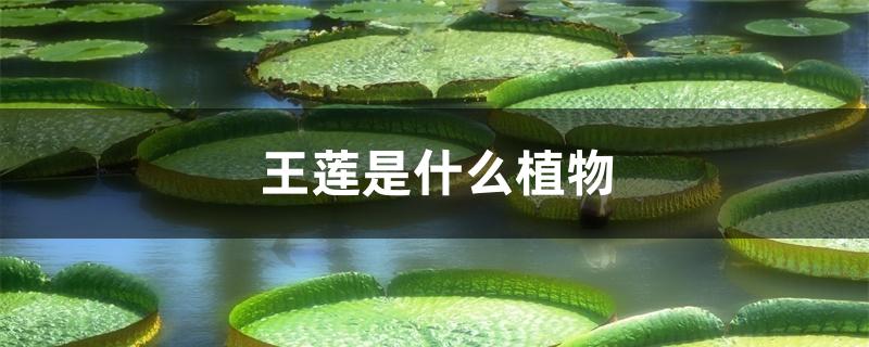 王莲是什么植物