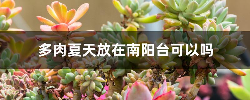 多肉夏天放在南阳台可以吗 多肉夏天放在南阳台可以吗
