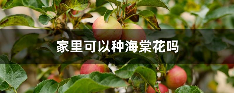 家里可以种海棠花吗 家里可以种海棠花吗