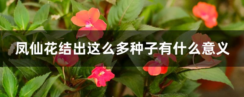 凤仙花结出这么多种子有什么意义 凤仙花结出这么多种子有什么意义