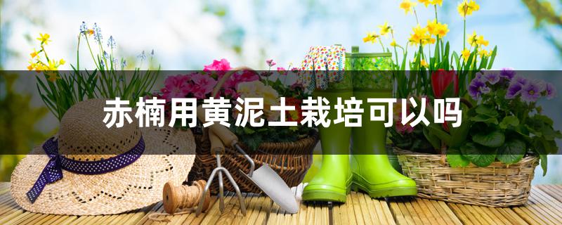 赤楠用黄泥土栽培可以吗 赤楠用黄泥土栽培可以吗
