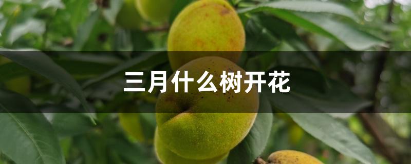三月什么树开花