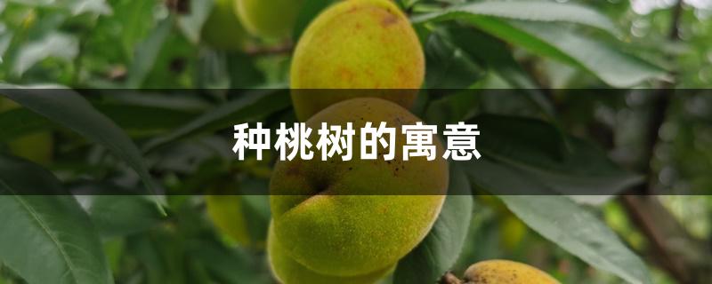 种桃树的寓意