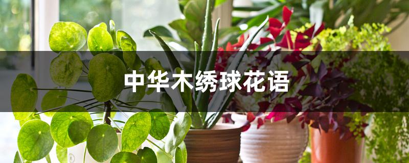 中华木绣球花语 中华木绣球花语