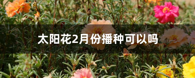 太阳花2月份播种可以吗