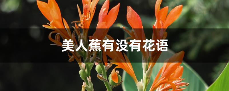 美人蕉有没有花语