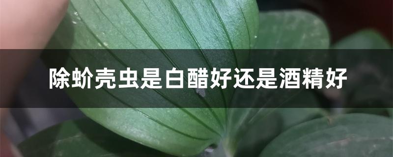 除蚧壳虫是白醋好还是酒精好 除蚧壳虫是白醋好还是酒精好