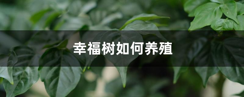 幸福树如何养殖