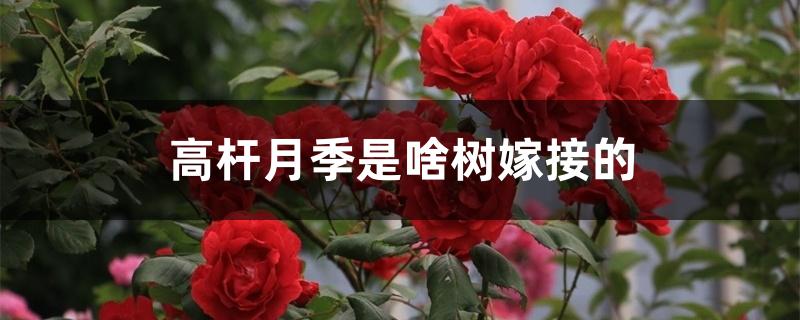 高杆月季是啥树嫁接的