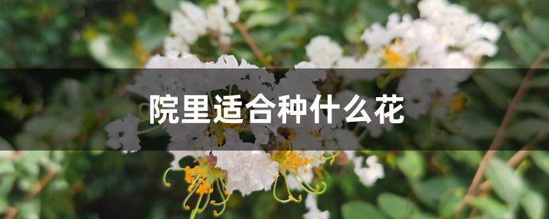 院里适合种什么花 院里适合种什么花