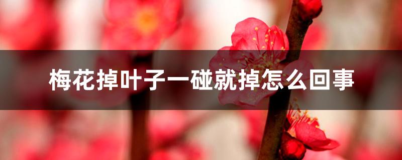 梅花掉叶子一碰就掉怎么回事 梅花掉叶子一碰就掉怎么回事