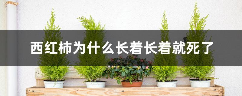 西红柿为什么长着长着就死了 西红柿为什么长着长着就死了