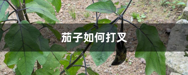 茄子如何打叉 茄子如何打叉