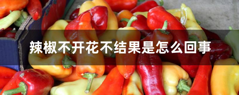 辣椒不开花不结果是怎么回事 辣椒不开花不结果是怎么回事