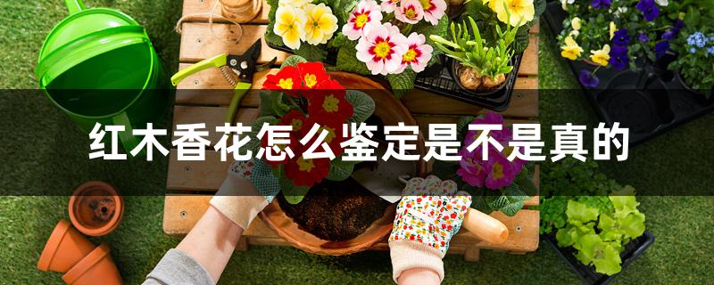 红木香花怎么鉴定是不是真的