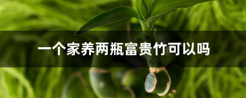 一个家养两瓶富贵竹可以吗