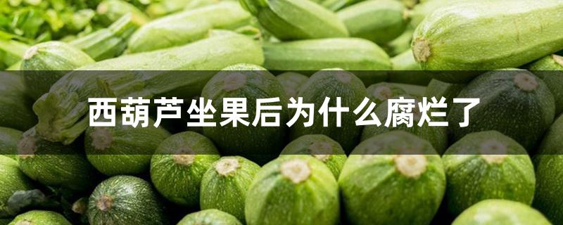 西葫芦坐果后为什么腐烂了 西葫芦坐果后为什么腐烂了