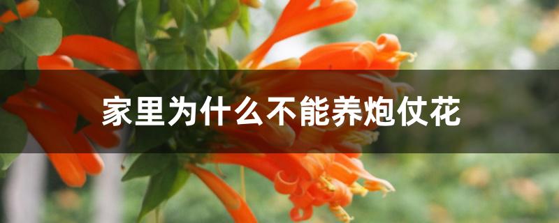 家里为什么不能养炮仗花 家里为什么不能养炮仗花