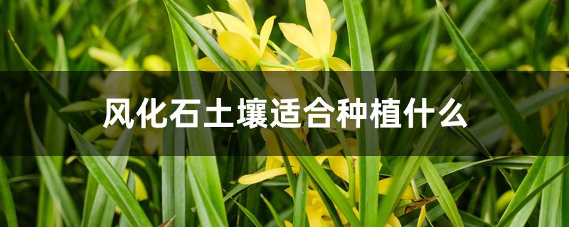 风化石土壤适合种植什么