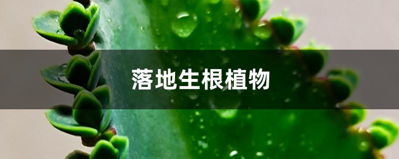 落地生根植物