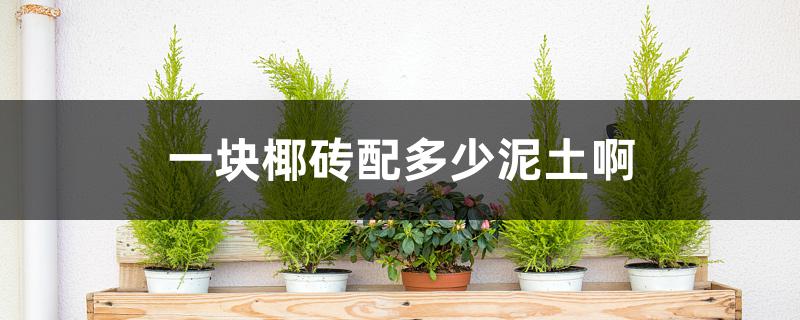 一块椰砖配多少泥土啊
