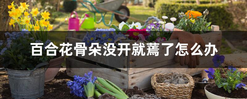 百合花骨朵没开就蔫了怎么办