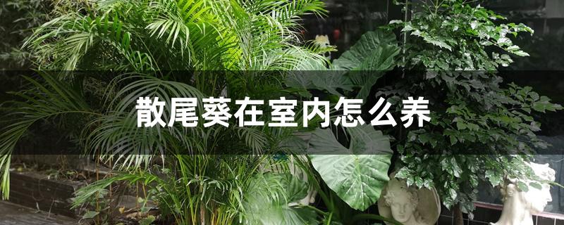散尾葵在室内怎么养 散尾葵在室内怎么养