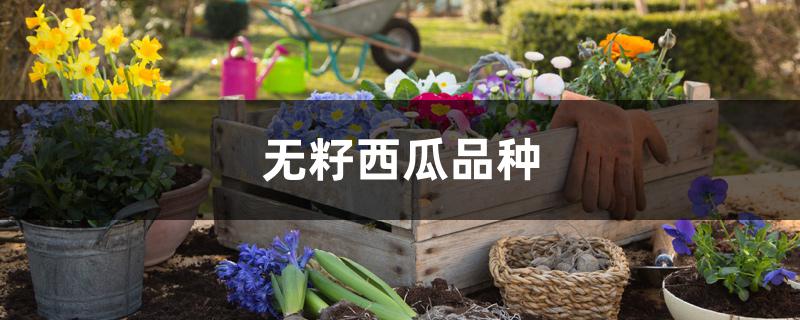 无籽西瓜品种