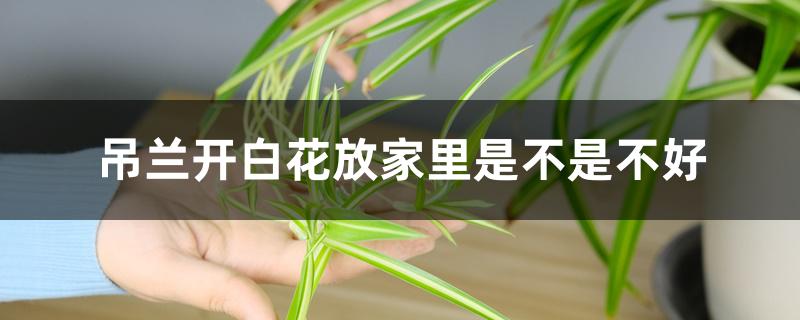 吊兰开白花放家里是不是不好