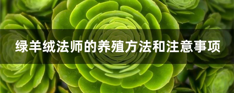 绿羊绒法师的养殖方法和注意事项